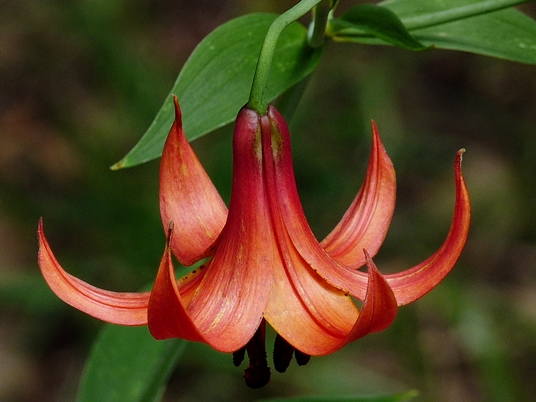 {Lilium canadense}
